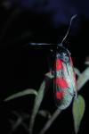 Zygaena trifolii