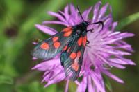 Zygaena trifolii