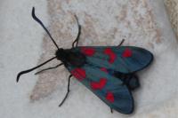 Zygaena trifolii