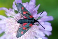 Zygaena lonicerae