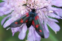 Zygaena lonicerae