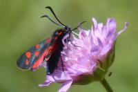 Zygaena transalpina