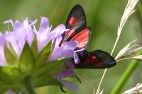 Zygaena transalpina