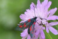 Zygaena lonicerae