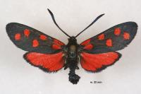 Zygaena transalpina