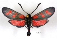 Zygaena viciae charon