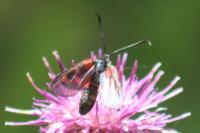 Zygaena viciae charon
