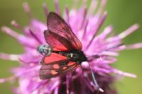 Zygaena viciae charon