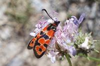 Zygaena fausta