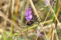 Zygaena trifolii