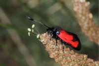 Zygaena erythrus actae