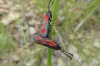 Zygaena loti