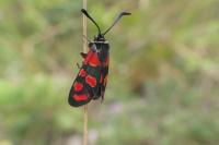 Zygaena carniolica
