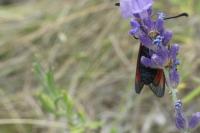 Zygaena erythrus actae