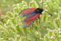 Zygaena minos/purpuralis