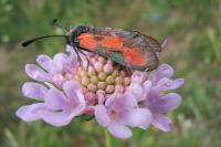 Zygaena sarpedon