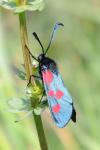 Zygaena trifolii