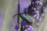 Adscita mannii
