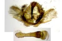 Adscita mannii