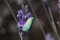 Adscita mannii