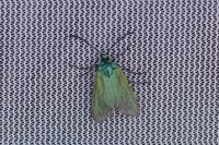 Adscita mannii