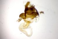 Adscita mannii