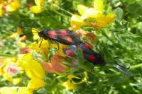 Zygaena trifolii
