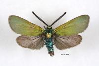 Adscita mannii