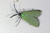 Jordanita globulariae