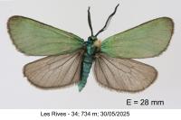 Jordanita globulariae