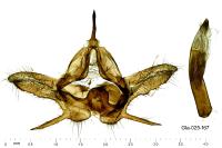 Jordanita globulariae