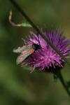 Zygaena filipendulae