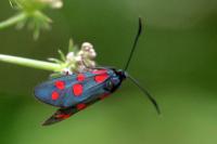 Zygaena transalpina