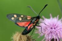 Zygaena transalpina