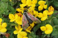 Zygaena exulans