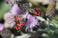 Zygaena carniolica