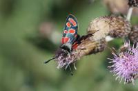 Zygaena carniolica