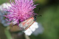 Zygaena loti