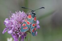 Zygaena carniolica