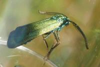 Adscita mannii