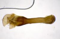 Adscita mannii