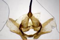 Adscita mannii