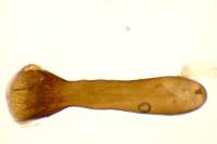 Adscita mannii