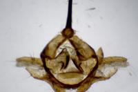 Adscita mannii