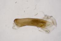 Jordanita globulariae