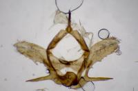 Jordanita globulariae
