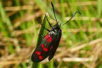 Zygaena filipendulae
