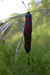 Zygaena filipendulae