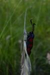 Zygaena filipendulae