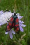 Zygaena transalpina